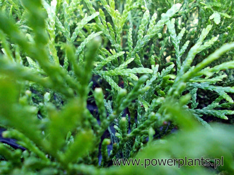 sadenice okrasných kríkov Thuja Smaragd Brabant Polska