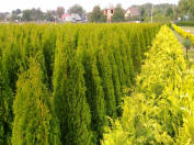 sadenice okrasných kríkov Thuja Smaragd Brabant Polska