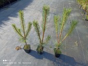 sadenice okrasných kríkov Thuja Smaragd Brabant Polska